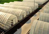 蔬菜大棚的建设技术 附注意事项