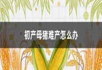 初产母猪难产怎么办？