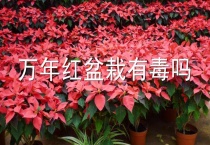 万年红盆栽有毒吗？