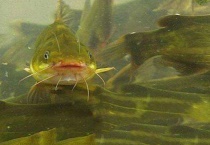 黄骨鱼生长周期要多久？