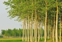 杨树叶子长黑斑是怎么回事