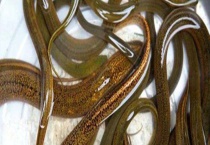 野生黄鳝成活率影响因素 营养不足导致野生黄鳝体质差