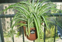 吊兰为啥没有花边