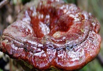 野生灵芝价格及鉴别方法 野生灵芝是什么？