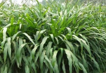 比较优质的几种牧草种植