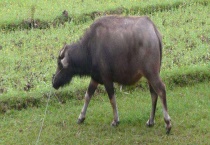 一头牛有多重 附各个生长阶段的体重介绍