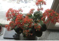 长寿花可以露天养吗？