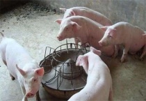 猪肉价格上涨原因？