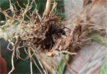 大棚西红柿烂根怎么办？