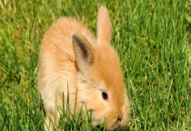 兔泰泽氏病防治措施 附症状和疾病的变化