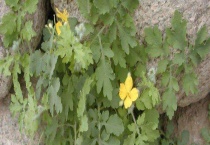 黄连什么时候开花 附泌蜜条件