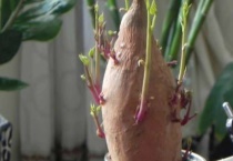 紫薯发芽了能种吗？