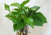 绿萝黄叶子是什么原因 怎么办？