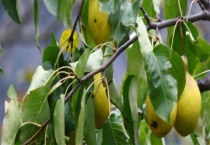 梨树苗结果需要几年 几月份种植好