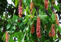 五味子种子价格及种植方法 五味子种子的处理多久？