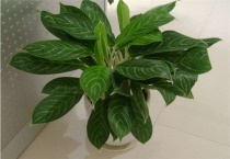 什么是白雪公主花