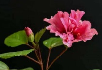 扶桑花为什么总是掉花苞