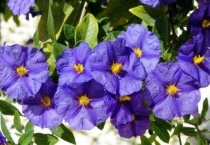 蓝花茄耐寒吗？