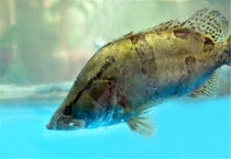 桂鱼吃什么食物