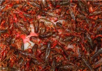 小龙虾的养殖多久？