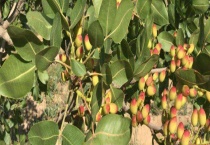 开心果树结果需要几年 开心果是白果吗？