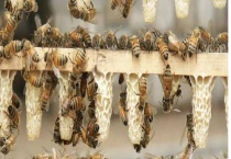 杀死蜂王蜜蜂会怎么样 怎样应对