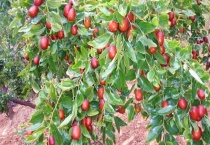 枣树不结枣怎么回事