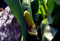 芭蕉和香蕉有什么区别？ 附芭蕉的生长习性