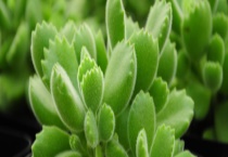 熊童子爪子不红原因及解决方法 有四个方面