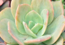 什么是红瓶猪笼草