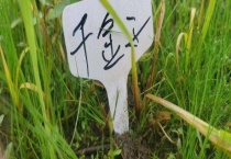 什么除草剂可用于大龄千金子 附千金子防治多久？