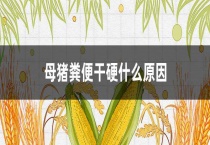 母猪粪便干硬什么原因？