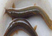 被称为“水中之参”的是什么 泥鳅主要有哪些品种