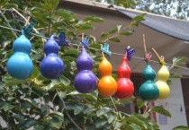 七彩葫芦怎么种