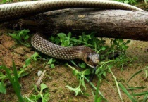 蛇的克星有什么药