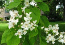 万木之长为什么是梓树