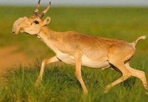 什么是高鼻羚羊