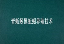 青蚯蚓黑蚯蚓养殖技术