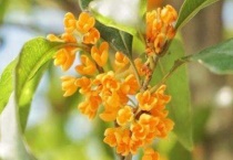 桂花树不开花是什么原因？