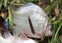 土鲫鱼可以长到多大 吃什么长得快