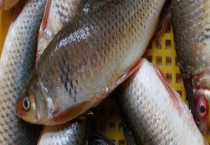 鲮鱼吃什么食物？常见种类有哪些？