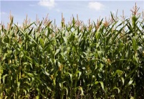 玉米扬花期可以喷农药吗？