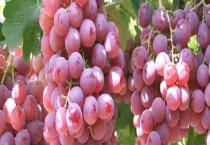 红提籽盆栽方法 附食用注意事项