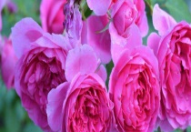 月季花的养殖方法 月季花的生长习性、繁殖技术