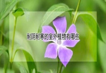 耐阴耐寒的室外植物有哪些？