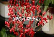 鲜花红豆水养能养多久？