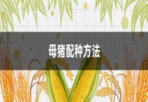 母猪配种多久？