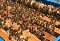 蜂群失王一个月的介王方法 注意事项有哪些？