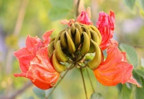 火焰木和凤凰木的区别？