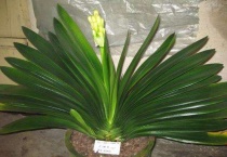 君子兰叶子怎样竖起来